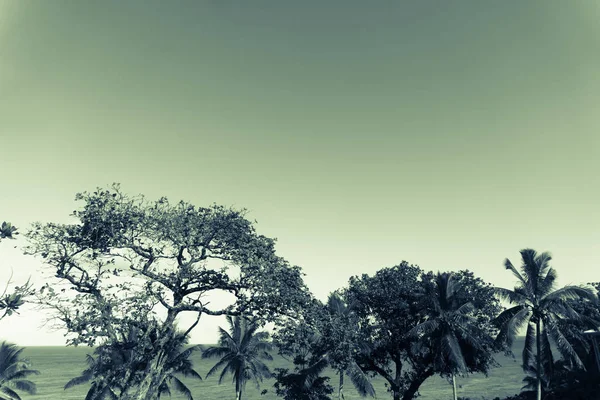 Сплит тонированные зеленые деревья и пальмы под ясным небом — стоковое фото
