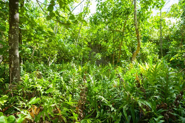 Impresionante paseo de arbustos a la maravillosa Matapa Chasn un viaje popular de — Foto de Stock