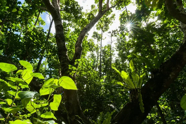 Impresionante destello de lente en arbusto caminar a la maravillosa Matapa Chasn un pop — Foto de Stock