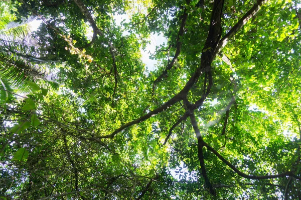 Lujoso entorno arbusto y dosel de árboles Niue — Foto de Stock