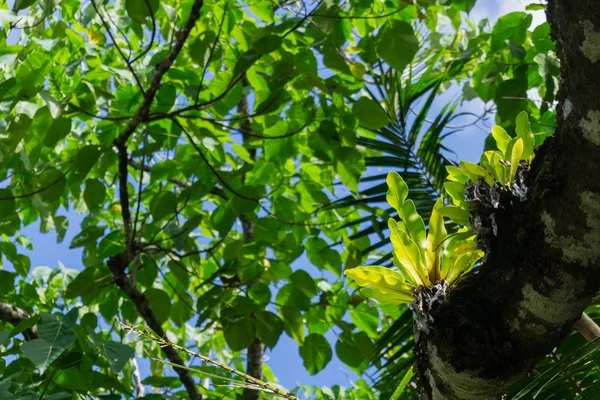 Lujoso entorno arbusto y dosel de árboles Niue — Foto de Stock