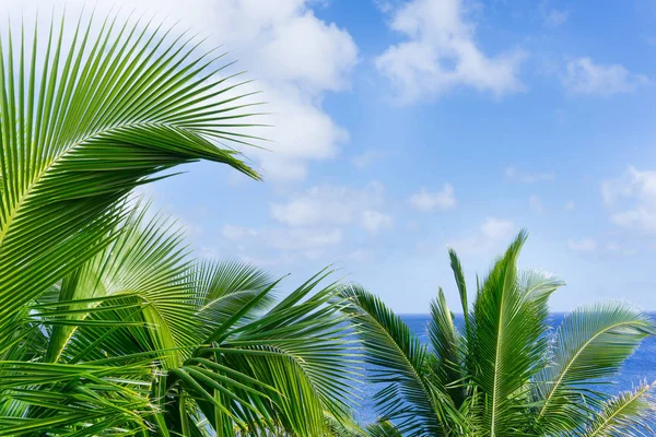 Tropical scene palm trees and fronds, ocean and sky. — Stock Photo, Image