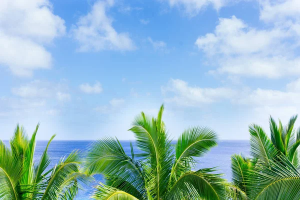 Tropical scene palm trees and fronds, ocean and sky.