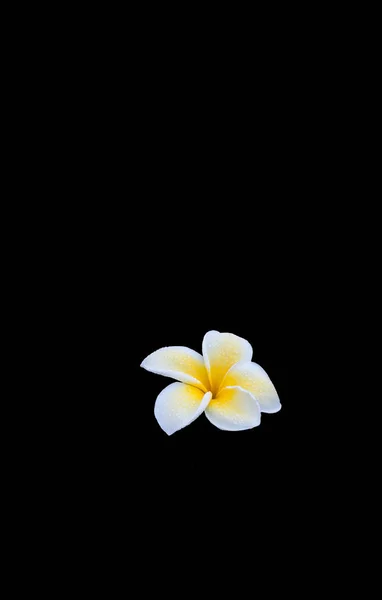 Delicada flor de frangipani blanca y amarilla húmeda con d mañana — Foto de Stock