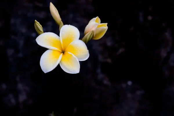 Délicate fleur de frangipani blanche et jaune humide avec matin d — Photo