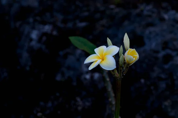 Délicate fleur de frangipani blanche et jaune humide avec matin d — Photo