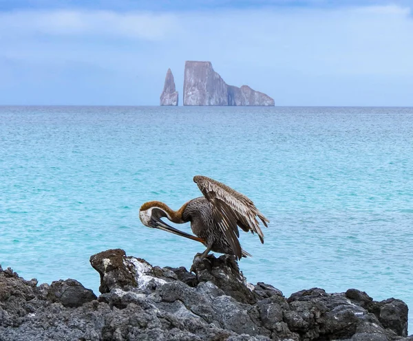 Leon Domidos eller Kicker Rock, gruppe på tre steiner i Galapagos I – royaltyfritt gratis stockfoto