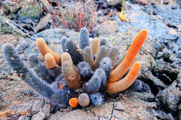 Tallos de cactus de lava de colores brillantes en la isla de Galápagos . —  Fotos de Stock