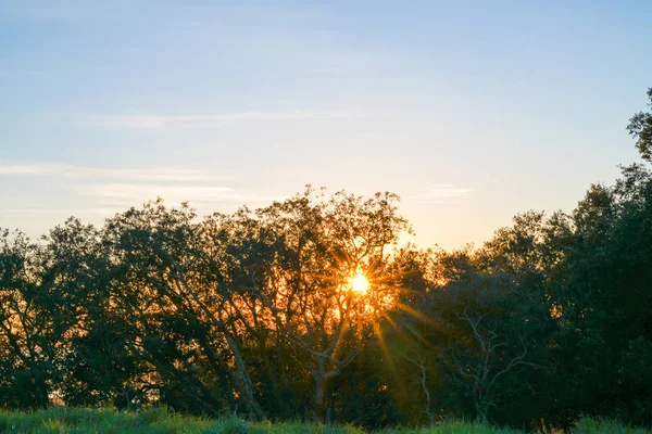Le soleil monring tôt éclate à travers les arbres au-dessus du lever — Photo