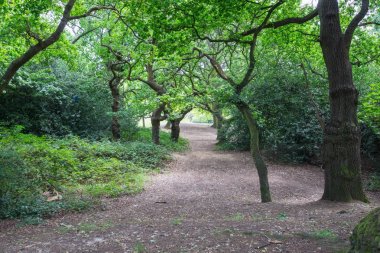 Epping Forest walks and trees clipart