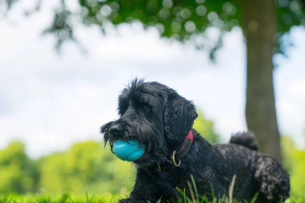 Black labradoodle sits on lawn — Stock Photo, Image