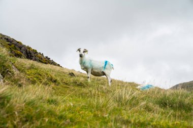Sokak dış küçük Irish pub geçmeye beklemek birleştirmek