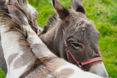Eşek çekim beraberlik.