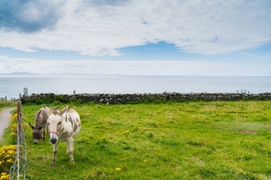 Yaban Atlantik yolu doğal turistik driv boyunca kıyı County Kerry