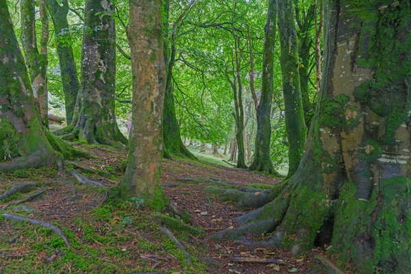 Floresta antiga escura profunda no Wiklow Mountains National Park. Irlanda . — Fotografia de Stock