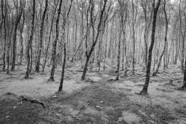 Tek renkli ağaçlar sis içine onları ile yolları ile