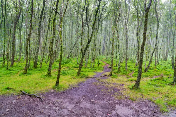 Tall thin lichen covered trees with paths through them into mist — Stock Photo, Image