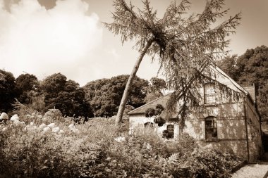 Aşırı büyümüş Bahçe ve ağaçları ile çevrili yazlık.