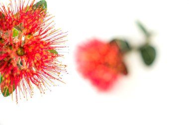 Yeni Zelanda Noel ağacı veya pohutukawa parlak kırmızı çiçek