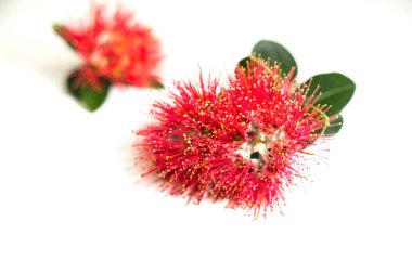 Yeni Zelanda Noel ağacı veya pohutukawa parlak kırmızı çiçek