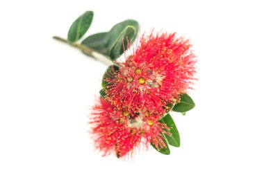Beyaz üzerine kırmızı pohutukawa çiçek portre