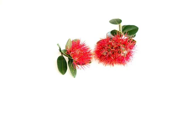 Új-zélandi karácsonyfa vagy a pohutukawa fényes vörös virág — Stock Fotó