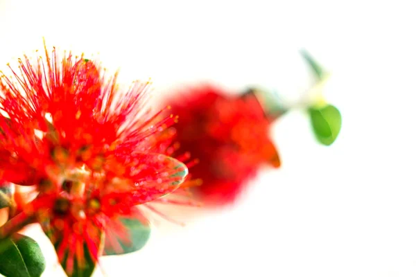 Nova Zelândia Árvore de Natal ou pohutukawa flor vermelha brilhante — Fotografia de Stock