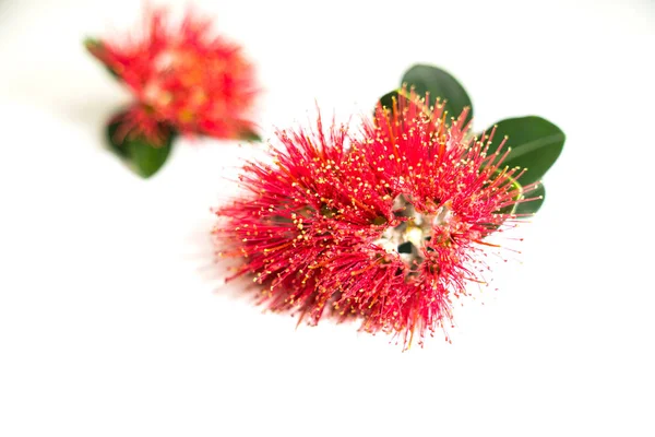 Yeni Zelanda Noel ağacı veya pohutukawa parlak kırmızı çiçek