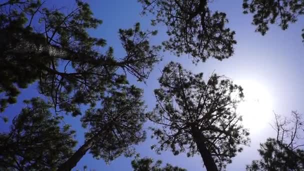 Vent dans les pines.Pins oscillants doux du point de vue bas . 