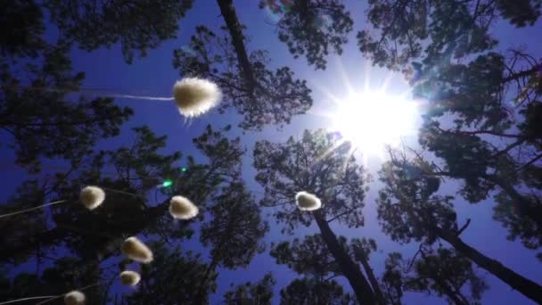 Kiefernvideo, das sanft schwankende Kiefern von unten mit Hasenschwanzköpfen, die unten wehen und blauem Himmel und Sonnenbrille oben.
