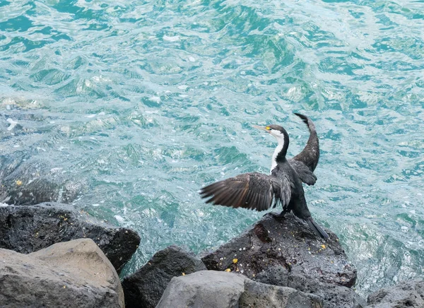 Alas de secado de cormoranes al sol — Foto de Stock