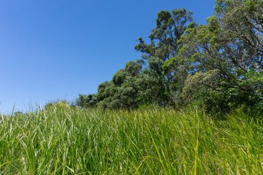 Parlak mavi gökyüzü noktada karşı uzun ot ve pohutukawa ağaçlar