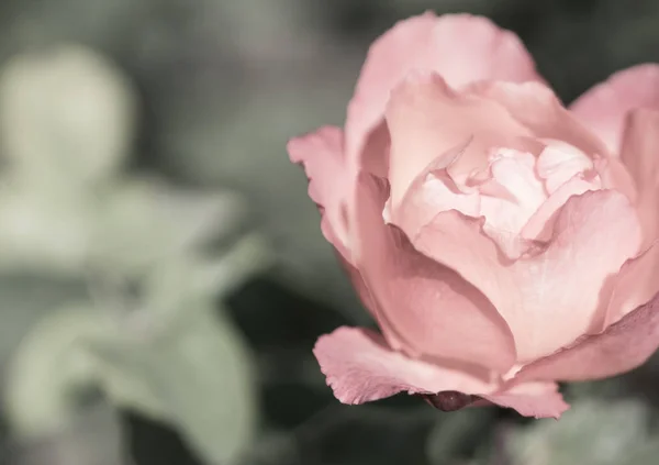 Delicate rose close-up soft selective focus pink color — Stock Photo, Image