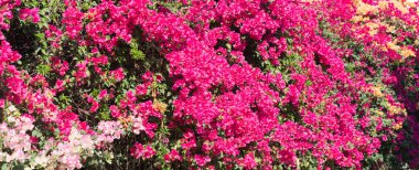 Parlak son derece renkli ekran bouganvillea çiçek