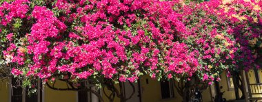 Parlak son derece renkli ekran bouganvillea çiçek