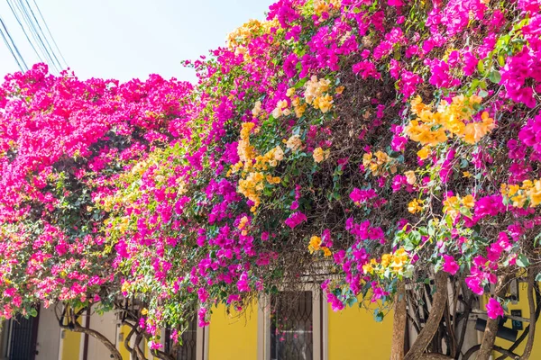 화려한 매우 화려한 디스플레이 bouganvillea 꽃 — 스톡 사진