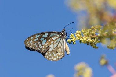 Mavi cam gibi kaplan kelebek