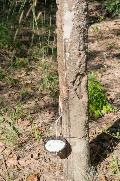 Dotknięcie drzewo gumowe dla biały lateks — Zdjęcie stockowe