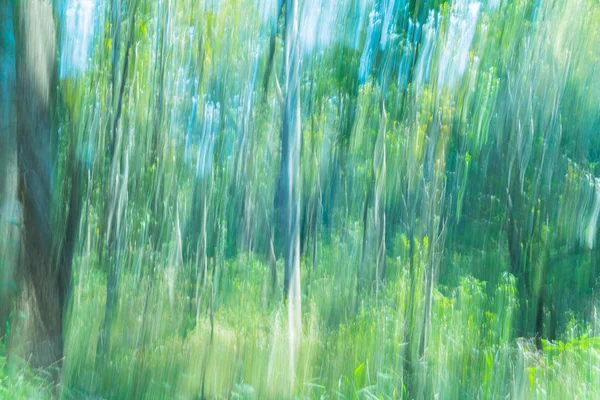 Bosque abstracto movimiento borroso — Foto de Stock