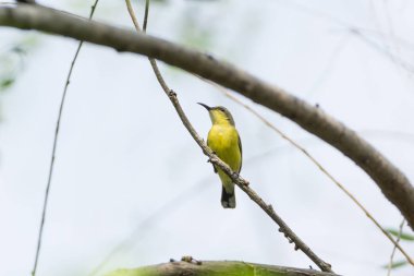 Ortak veya kahverengi bal yiyen dalda yüksek.