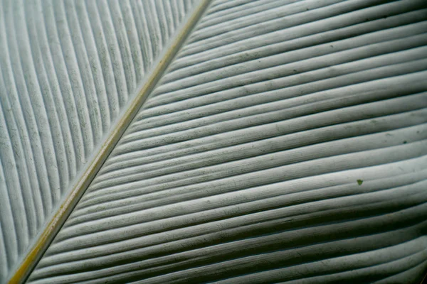 Foco suave verde brillante primer plano gran abanico de palma en forma de fronda —  Fotos de Stock
