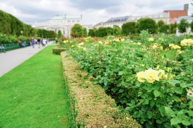 Gül Bahçe arka planlar
