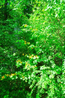 Yeşil arka planlar ağaçlar ve doğa.