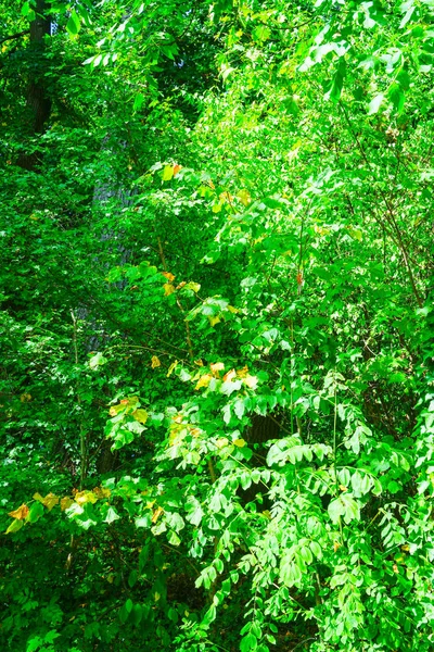 緑の背景の木と自然. — ストック写真
