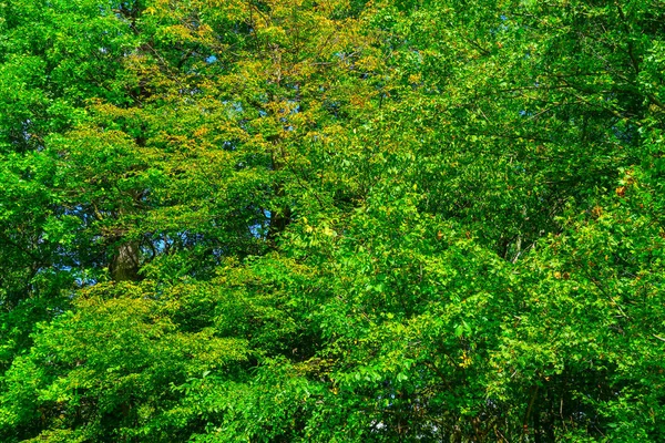 Zöld háttérrel fák és a természet. — Stock Fotó