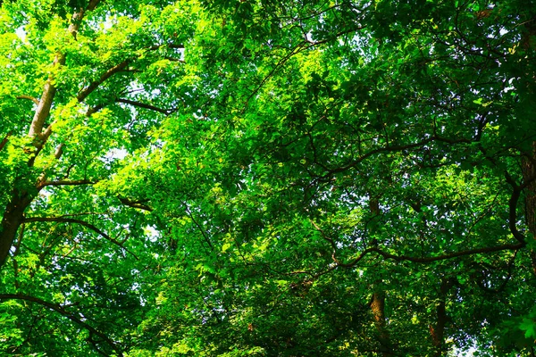 Зеленый фон деревьев и природы . — стоковое фото