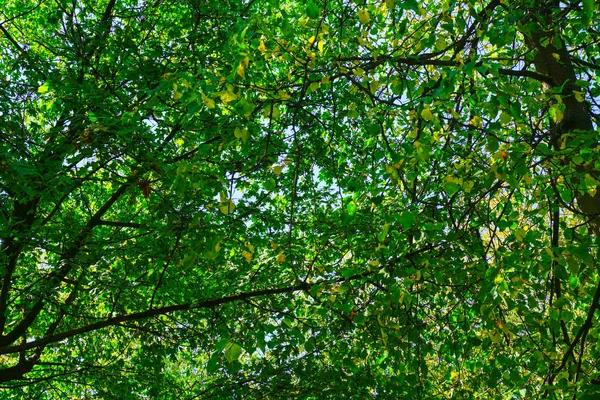 Cobertura Floresta Verde Profunda — Fotografia de Stock