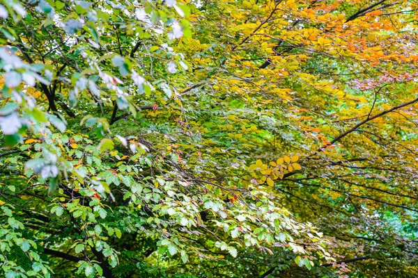 Colori foglie autunnali — Foto Stock