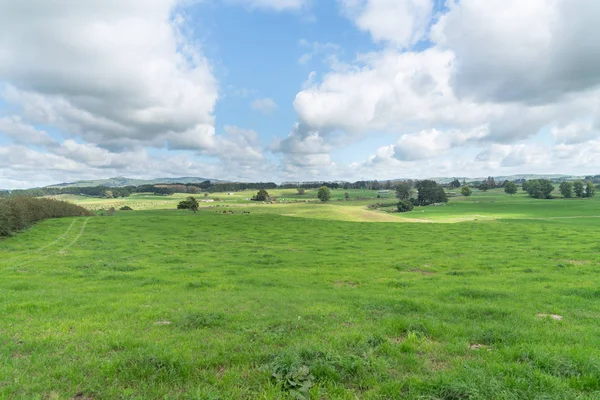 Paisagem agrícola leiteira da Nova Zelândia — Fotografia de Stock