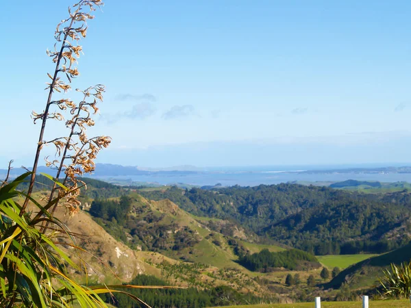 Typique Nouvelle-Zélande campagne côtière vallonnée — Photo